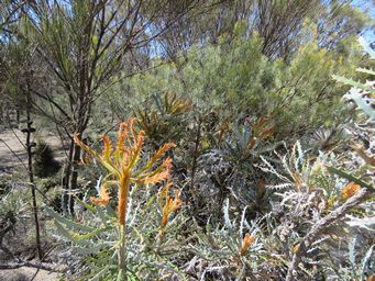 341_banksia_foliage_img_9801.jpg