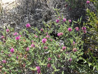 341_beaufortia_puberula_img_9681.jpg