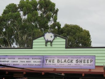 341_black_sheep_cowaramup_img_8266s.jpg