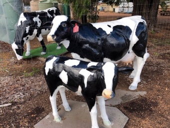 341_cowaramup_cows_img_9276.jpg