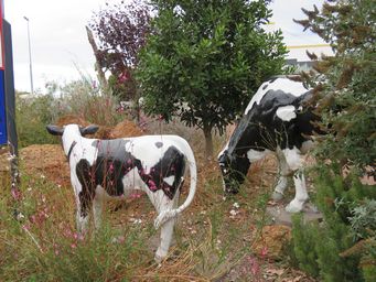 341_cowaramup_img_8267.jpg