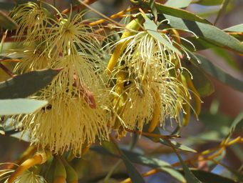 341_eucalyptus_phaenophylla_at_pingrup_img_9129.jpg