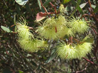 341_eucalyptus_tenera_img_9297.jpg