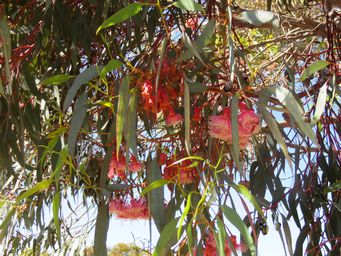 341_eucalyptus_torquata_img_9670.jpg