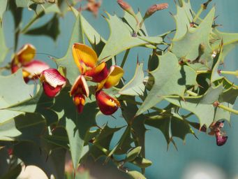 341_gastrolobium_spinosum_img_9632c.jpg