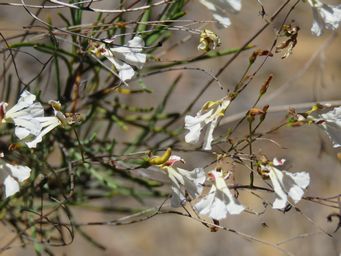 341_goodenia_pinifolia_pine_leaved_goodenia_img_9755.jpg