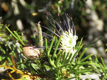 341_grevillea_hookeriana_subsp_apiciloba_img_9176cc.jpg