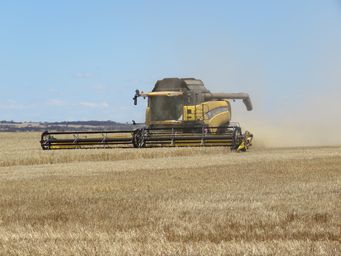 341_kulin_harvesting_img_9535.jpg