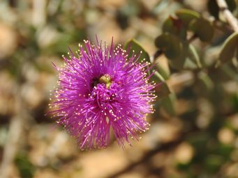 341_melaleuca_cordata_img_9424c.jpg