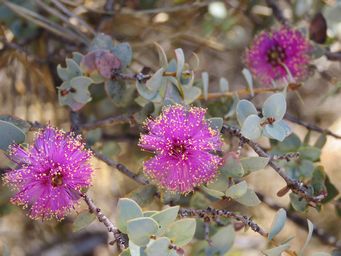 341_melaleuca_cordata_img_9760.jpg