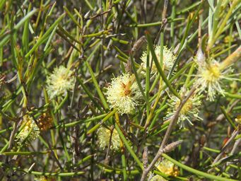 341_melaleuca_uncinata_img_9744.jpg