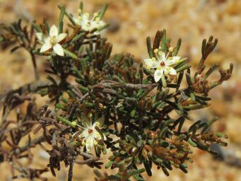 341_phebalium_filifolium_img_9408c.jpg