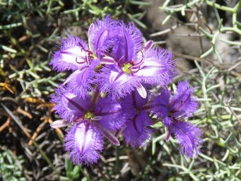 341_thysanotus_img_9388c.jpg