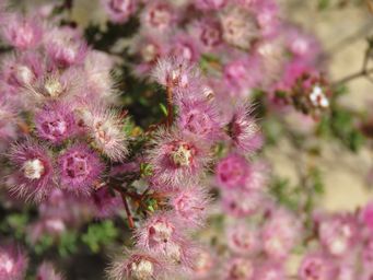 341_verticordia_brachypoda_img_9714.jpg