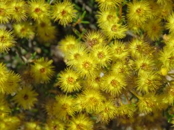 341_verticordia_chrysantha_or_acerosa_img_9309.jpg