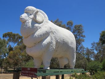 341_wagin_big_ram_img_9858s.jpg
