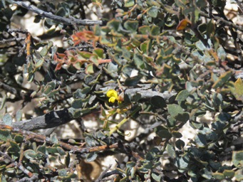 341xdaviesia_lancifolia_img_9473.jpg
