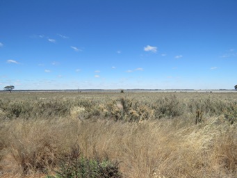 341xsalt_pan_lake_north_of_newdegate_img_9286.jpg