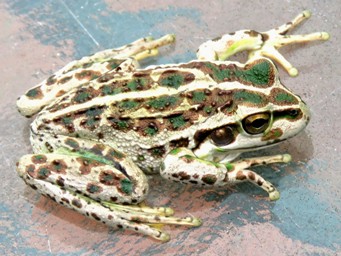 341xspotted_thighed_frog_img_7925ca.jpg