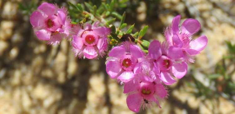 750xbanner_verticordia_picta_img_9350ccc.jpg