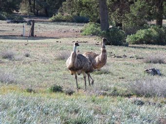 341_aroona_emus_img_3811.jpg