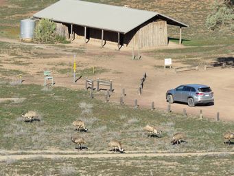 341_aroona_emus_img_3834.jpg