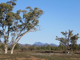 341_aroona_to_wilpena_img_3854.jpg
