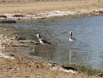 341_birds_muloorina_img_3553c.jpg