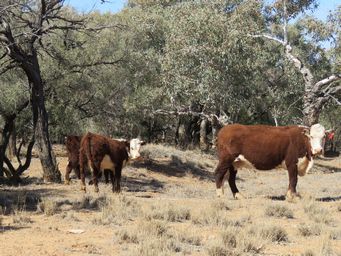 341_cattle_arckaringa_img_2853.jpg