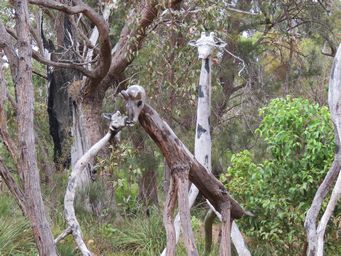 341_giraffes_img_1205c.jpg