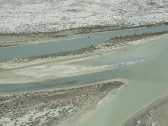 341_lake_eyre_warburton_intake_pelicans_img_3033s.jpg