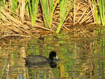 341_muloorina_waterhole_birds_img_3453.jpg