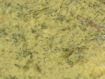 341_muloorina_waterhole_img_3547.jpg