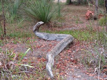 341_snake_img_1331.jpg