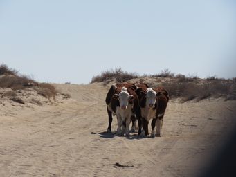 341_we_shall_not_be_mooved_img_3472.jpg