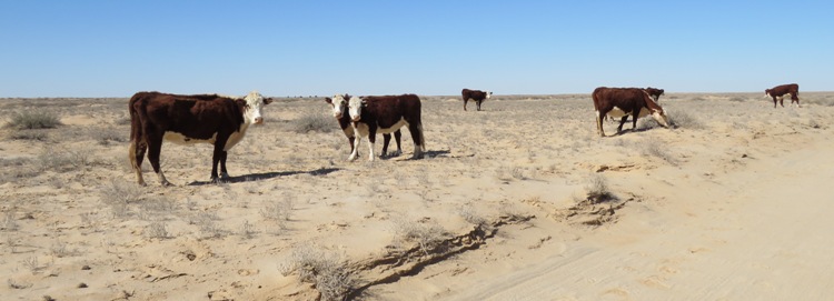 750_banner_herefords_img_3514.jpg