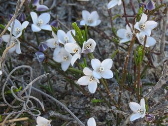 341_boronia_subsessilis_img_4779.jpg