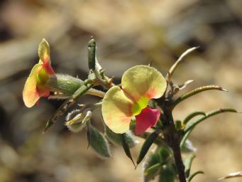 341_chorizema_aciculare_img_4619c.jpg