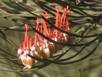 341_grevillea_cagiana_img_4670c.jpg