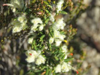 341_grevillea_uncinulata_img_4769c.jpg