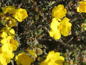 341_hibbertia_gracilipes_img_4773c.jpg