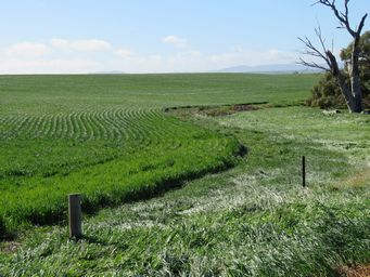 341_melrose_crops_img_4155sc.jpg