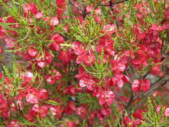 341_newman_rocks_dodonaea_lobulata_img_4395.jpg
