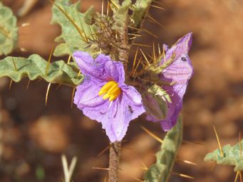 341_newman_rocks_solanum_petrophilum_img_4384.jpg