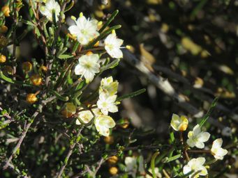341_phebalium_filifolium_img_4566.jpg