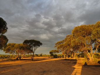 341_yalata_img_4317.jpg