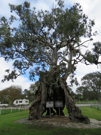 455_herbigs_tree_img_4220.jpg