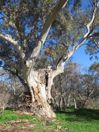 455_melrose_tree_img_4134.jpg