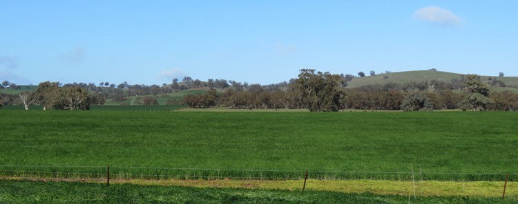 750_banner_mid_north_crops_img_4157sc.jpg