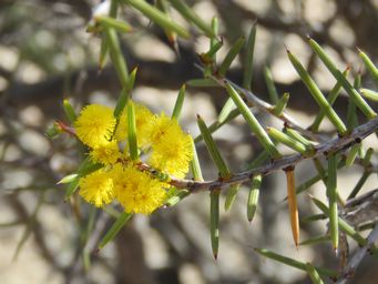 341_acacia_colletioides_boorabbin_img_0079c.jpg